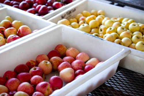 apples