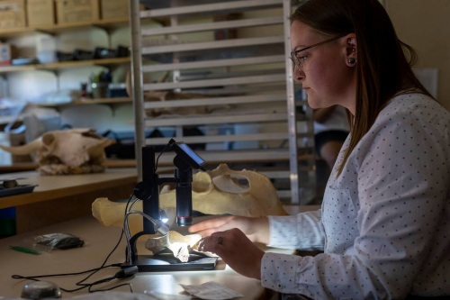 Person examining bone samples under a microscope in an archaeology lab workspace.