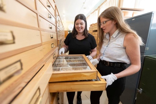 Two people wearing gloves examine insect specimens in a wooden drawer in a research collection