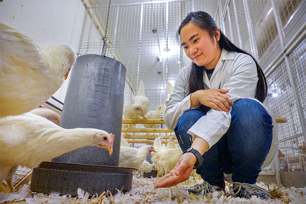 A person wearing a white lab coat crouches inside a poultry research enclosure, extending a hand toward several white chickens. The birds stand on straw-covered flooring near a hanging feeder within a metal‑mesh enclosure.