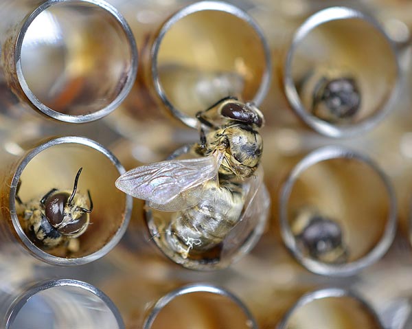 Honey bee research photo
