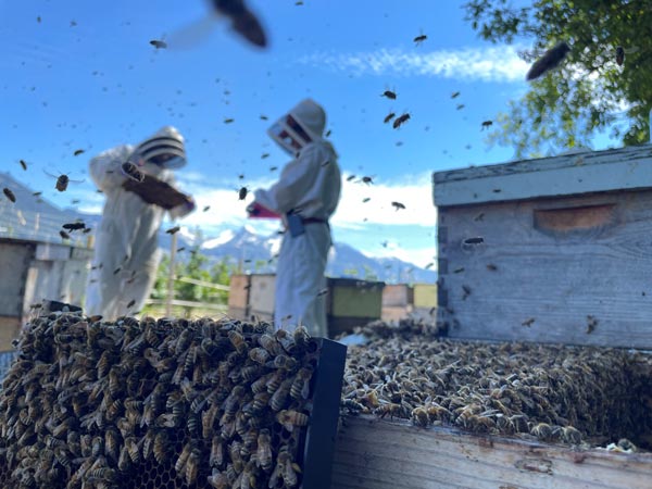 Veterinary Pathology researchers in the field with bees