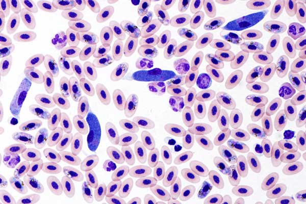 Veterinary Pathology under a microscope